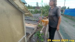 7 соток. 3 способа как я борюсь с нематодой. Хроника 29 июля 2025 год