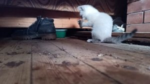 Котёночек играет с мышонком