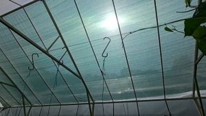 Борьба с жарой. Притенение теплицы. нестандартный подход.