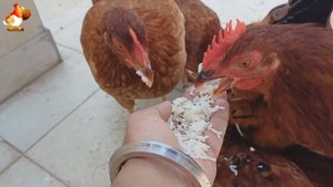 Куры несушки молодки породы Род Айленд ❣️ Первые яйца! 🥚 146-147 дней 🤗🥚😂🌞