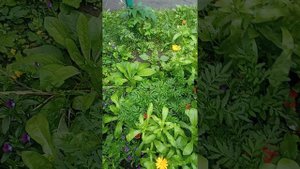 пасматрите какие цветы,кагда как можем и как умеем,садим и выращиваем возле дома,видео 1🌿🪴