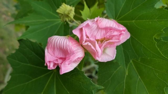 Сочи смотреть онлайн