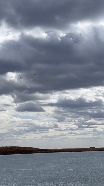 Лебеди #fishing #hunting #весенняяохота #рыбалка смотреть онлайн