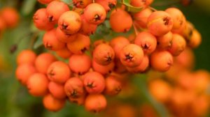 Untitled.mp4 мама2=