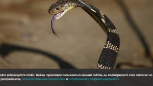 В Индии годовалый ребенок загрыз 70-сантиметровую кобру