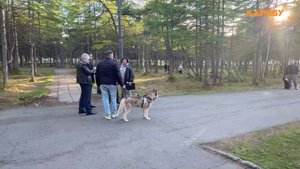 Собачников в Магадане штрафуют за неправильный выгул питомцев