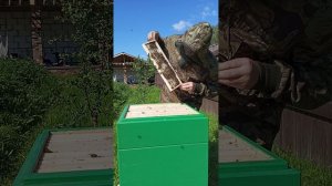 Активная фаза сбора меда