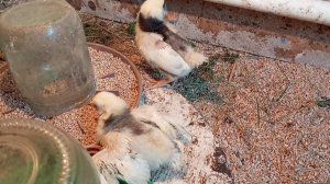 Бег на коленках, еда на пузе- возможно всё. Если жить хочется. Такой тяге к жизни можно позавидовать