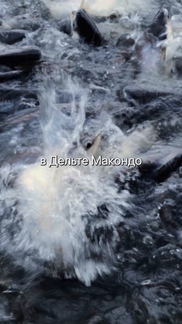 Выглядит вкусно, а по факту - яд. Три рыбы, которых лучше избегать. смотреть онлайн