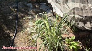 20-29.07.25г. Продолжаем обустраивать ванную комнату.Пробуем чёрный абрикос.Жара.Собираем урожай.