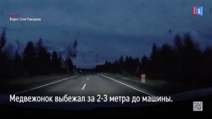 Появилось видео момента ДТП с медведем