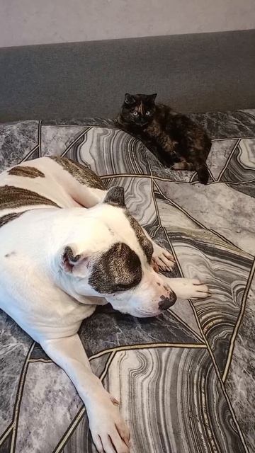 друзья смотреть онлайн