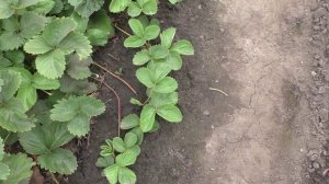 Работы с клубникой после урожая