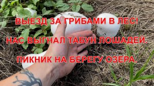 ВЫЕЗД ЗА ГРИБАМИ В ЛЕС! НАС ВЫГНАЛ ТАБУН ЛОШАДЕЙ. ПИКНИК НА БЕРЕГУ ОЗЕРА.