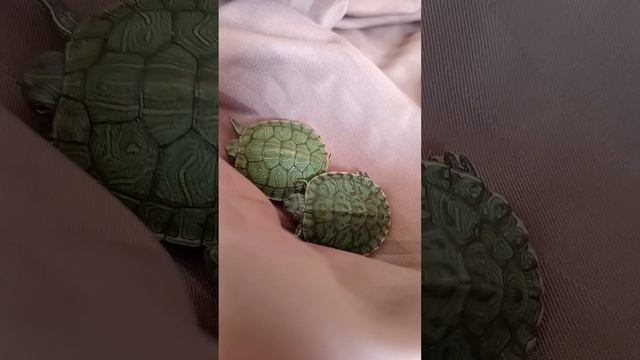 Приключение крока часть 8