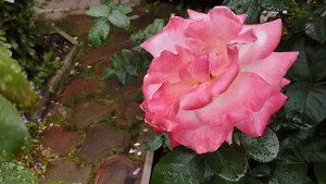 Лето в саду. Регион Южный Урал.