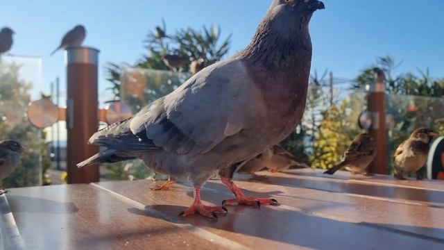 Сочи смотреть онлайн