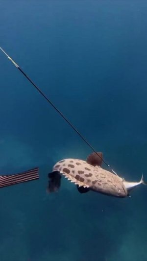 Крупная рыба отобрала улов у дайвера.