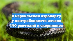 В израильском аэропорту у контрабандиста изъяли 140 рептилий и скорпионов