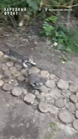 боец и семеро котят