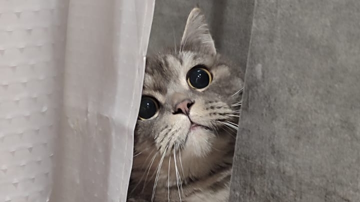 обещаемся с подписчиками смотреть онлайн