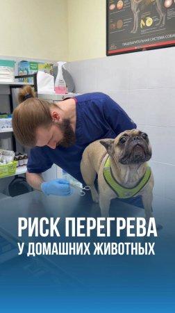 Риск перегрева у домашних животных из-зп жары в Москве