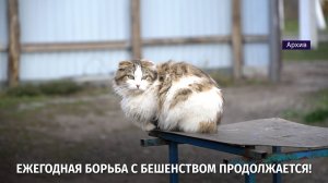 Ежегодная борьба с бешенством продолжается