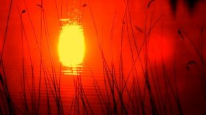 Там где я родился... Роберт Фрост