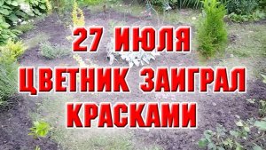 27 июля. Еще один цветник заиграл