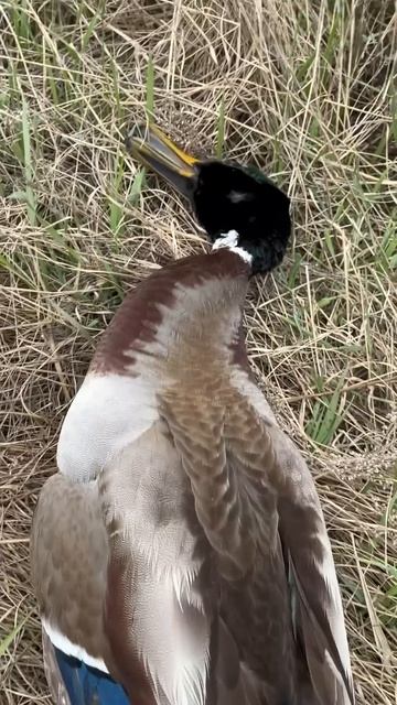 Первый трофей. Весенний сезон охоты на селезня #весенняяохота смотреть онлайн