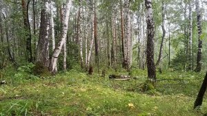 Собираю грибы в пасмурную погоду и дождь.
Плащу  наверное 10 лет, стал промокать.