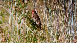 Чечевица ест пшеницу 😄 Птица Чечевица, или Красный воробей.