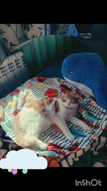 Кексик в сентябре 2024 #youtubeshorts #cat #коткекс #youtube #like #funny #сентябрь