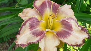 лилейник ГАЗИМУР (Vlasova' 2025)