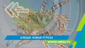 Чем опасен клещевой риккетсиоз и как от него защититься?