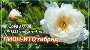 СОРТОВОЙ ПИОН ИТО- ГИБРИД "LOVE AFFAIR" АРТИКУЛ №1222
