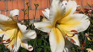 лилия МИСС ПЕКУЛИАР от-гибрид