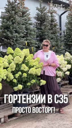Гортензии в контейнере С35