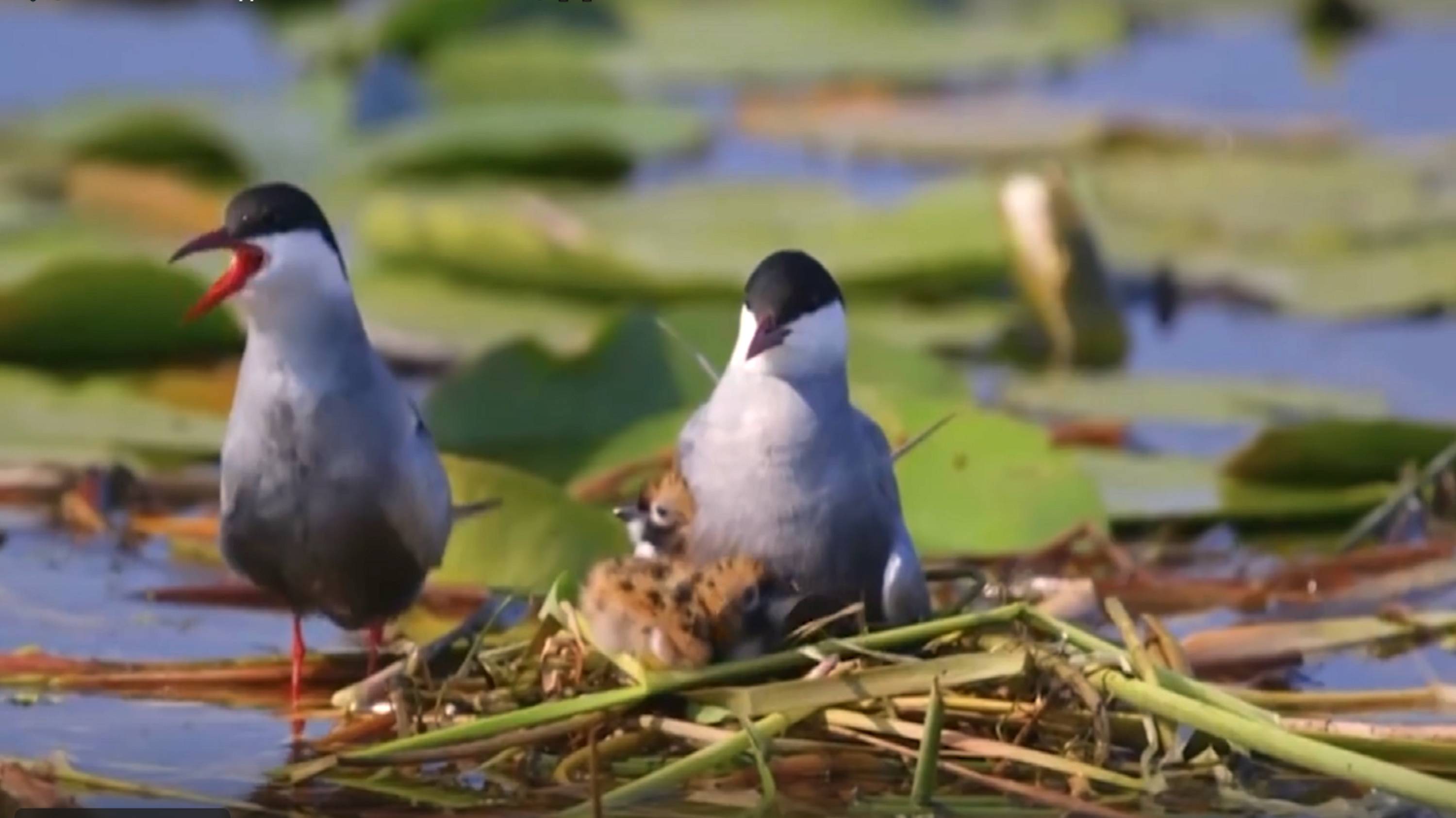 🎼🐸ЗВУКИ ПРИРОДЫ ДЛЯ ХОРОШЕГО НАСТРОЕНИЯ🐸🦃🐦 смотреть онлайн