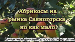 Абрикосы на рынке Саяногорска - но как мало!