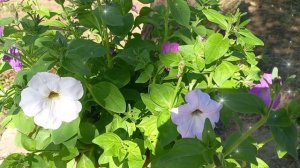 Моё лето. 🌞