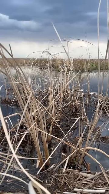 В ожидании #охота #весенняяохота #fishing #hunting смотреть онлайн