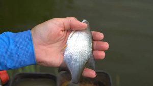 Летняя рыбалка на фидер на озере. Ловим всё что клюнет.