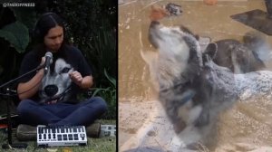 The Kiffness X Haiku The Husky