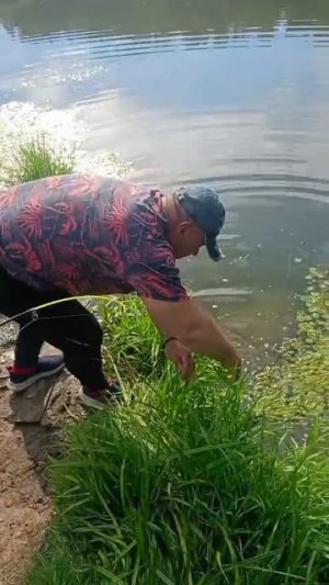 поймали сома
