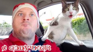 Приколы с котами! С ОЗВУЧКОЙ! СМЕШНЫЕ ЖИВОТНЫЕ! Смешные видео с котами! ДО СЛЁЗ!