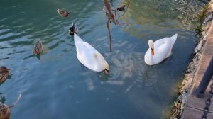 два лебедя в парке южных культур