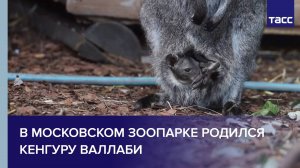 В Московском зоопарке родился кенгуру валлаби