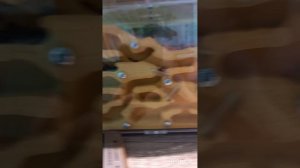 Как ухаживать за  муравьями