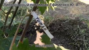 Прививки новых сортов